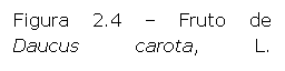 Text Box: Figura 2.4 – Fruto de Daucus carota, L. (esquizocarpo).
 
